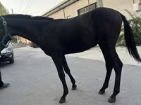 Horses (batch, sex not specified), Kyrgyz Horse — photo 5