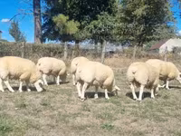 मेढ़ा, Texel sheep — फ़ोटो 2