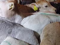 Ցուլ, Simmental cattle — լուսանկար 1