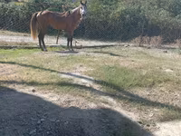 公马, Horses — 照片 4