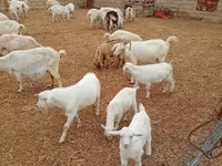 Էգ այծ, Saanen goat — լուսանկար 2
