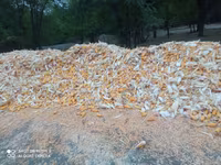 Продаю кукуруза 🌽 Пионер сухой,1кг по 13сом адрес КАРА Балта,40тонна — الصورة 1