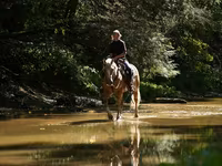 Hengst, Quarter Horse — Foto 2