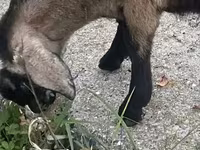 Cabra, Nubian Goat — foto 3