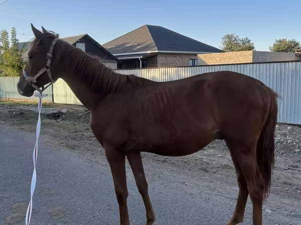 Hengst, Arabian horse