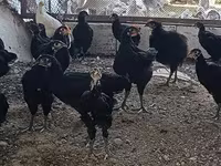 Chickens — 照片 3