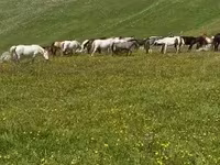 Էգ ձի, Ձիեր — լուսանկար 3