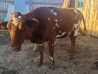 Cow, Auliekol breed — photo 1