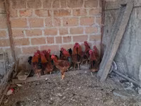 Chickens — լուսանկար 2