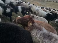 Խոյ, Blackheaded Persian sheep — լուսանկար 2