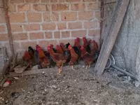 Chickens — լուսանկար 4