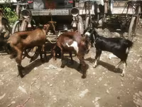 Էգ այծ, Black Bengal goats — լուսանկար 1