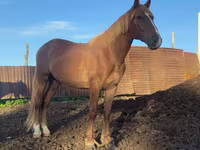 Hengst, Kustanai horse — Foto 1