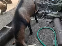 Արու այծ, Alpine goat — լուսանկար 1