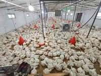 Chickens — Foto 2
