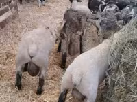 كبش, White Suffolk sheep — الصورة 1