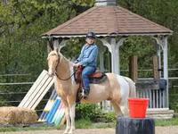 حصان, American paint horse — الصورة 8