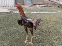 Chickens — foto 4