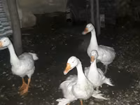 Geese — Foto 4