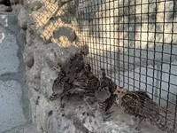 Guinea fowl — photo 2