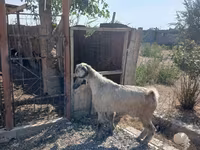Արու այծ, Damask goat — լուսանկար 6