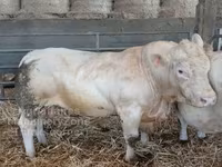 Ցուլ, Charolais cattle — լուսանկար 1