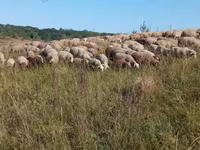 نعجة, Precoce sheep — الصورة 1