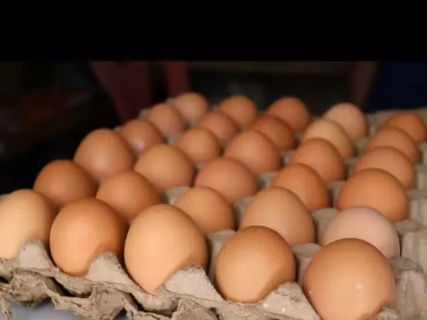 Chickens — Armenia