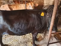 Сиыр, Жабайы як — 4-сурет