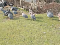 Turkeys — foto 4