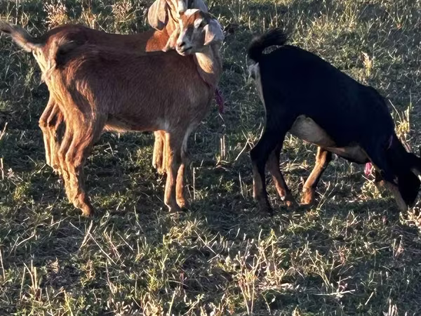 Էգ այծ, Nubian Goat