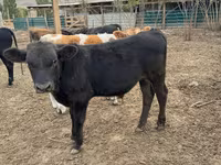 सांड, Swiss cattle — फ़ोटो 2