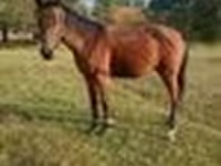 Hengst, Anglo-Arabian — Foto 7