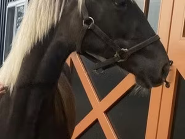 Cavalo, Rocky Mountain Horse
