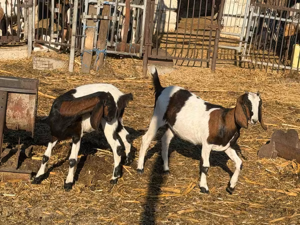 Ешкі, Nubian Goat