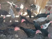 Turkeys — photo 6