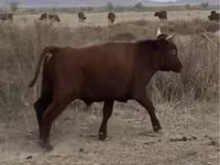 Бык, Казахская белоголовая корова — фото 2