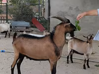Cabro, Alpine goat — foto 1
