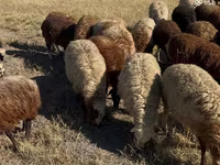 Խոյ, Ոչխարներ — լուսանկար 6