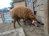 Ոչխար, Ոչխարներ — լուսանկար 3