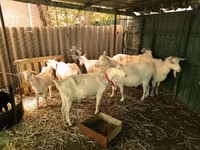 Այծեր (խումբ, սեռը նշված չէ), Pomellata goat — լուսանկար 5