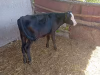 بقرة, Russian Black pied cattle — الصورة 2