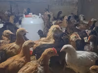Chickens — լուսանկար 1
