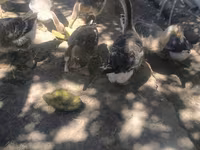 Geese — Foto 1