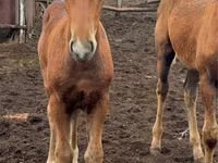 فرس, Thoroughbred horse — الصورة 7