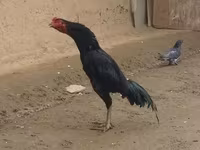Chickens — Foto 2