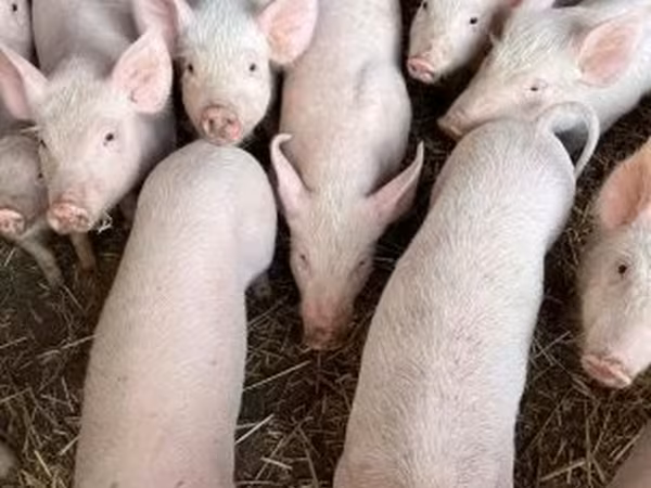 Sow, Крупная белая