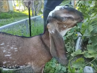 Ешкі, Beetal goats — 3-сурет