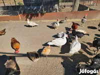 Domestic Muscovy — photo 2