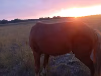 Caballo, Caballos — foto 2